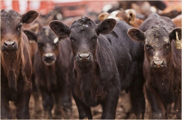 Lawsuit over Missouri's fake meat labeling law settled | Politics |  stltoday.com